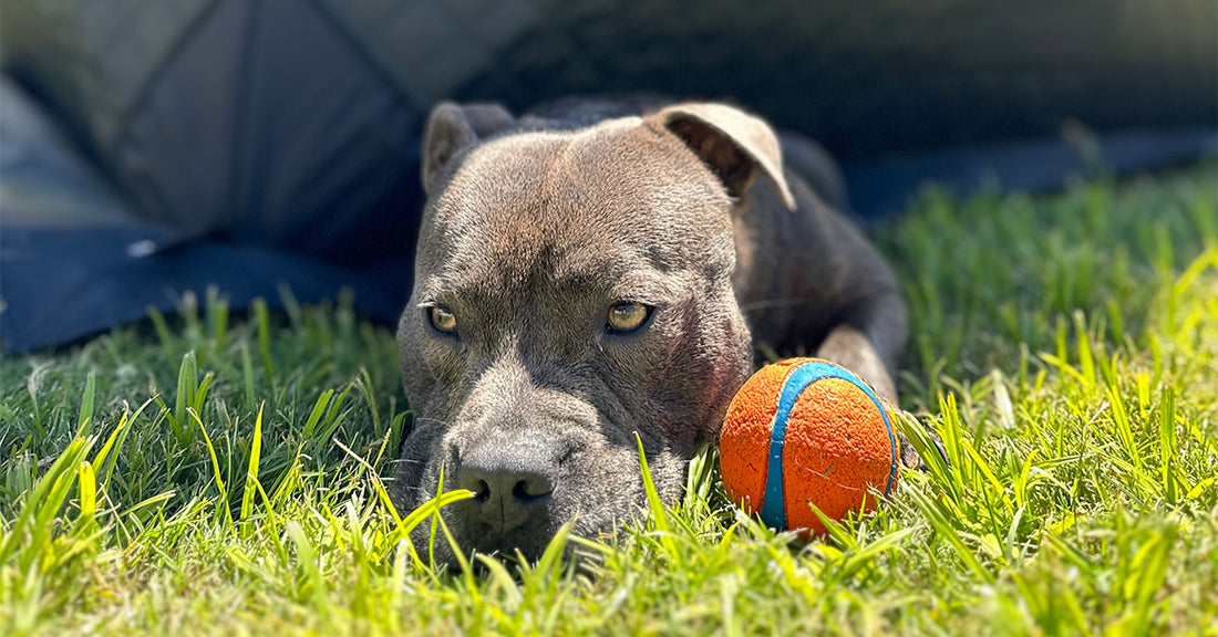 Dog with his ball on grass in front of a portable woodfired steam sauna tent